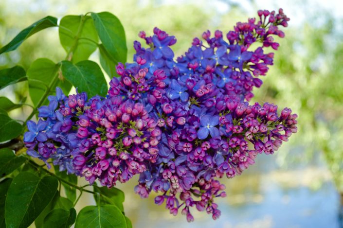 lilac-3386911_1920